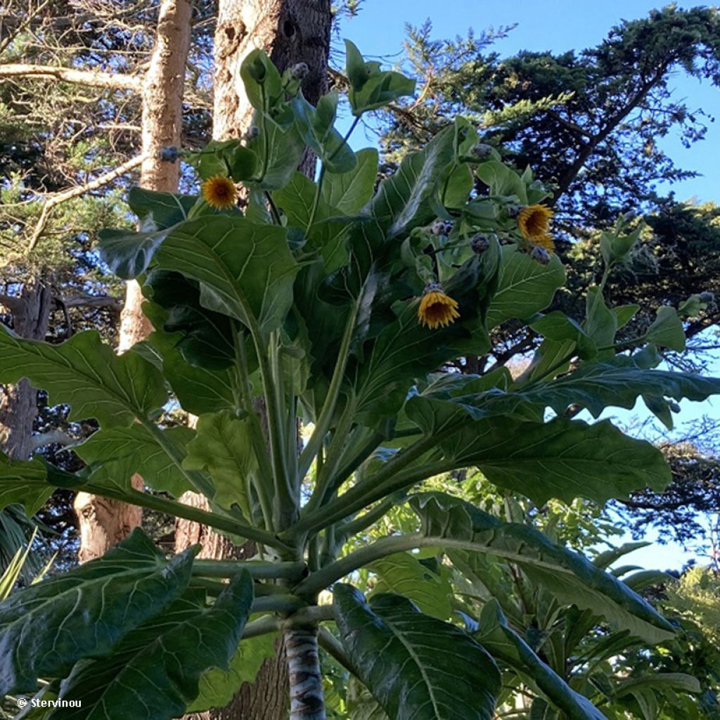 Dendroseris littoralis (= litoralis) - Arbre chou 