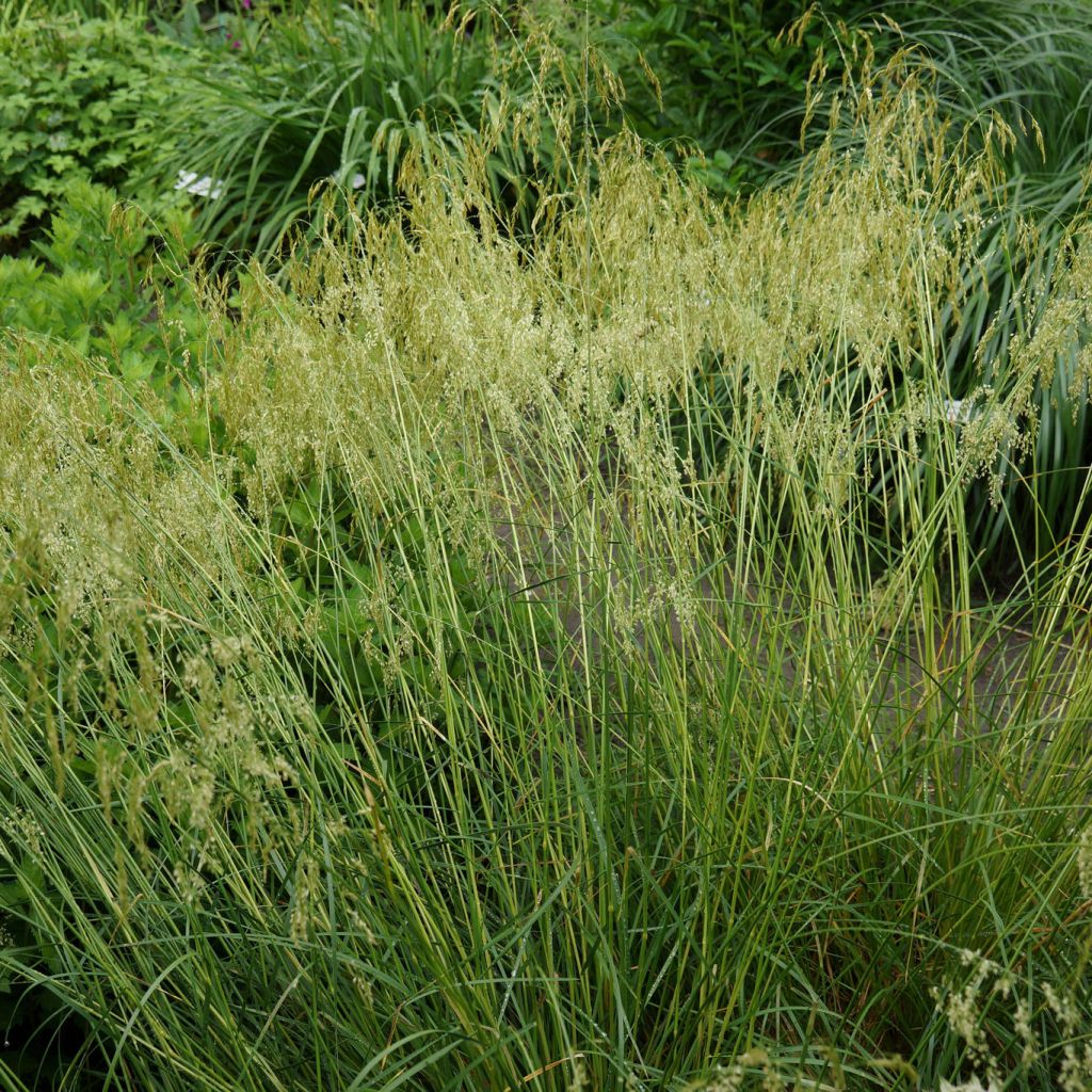 Deschampsia cespitosa Goldschleier - Canche cespiteuse