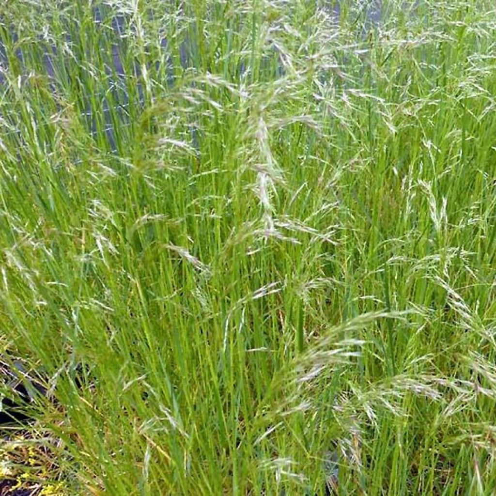 Deschampsia caespitosa Vivipara - Grama de monte