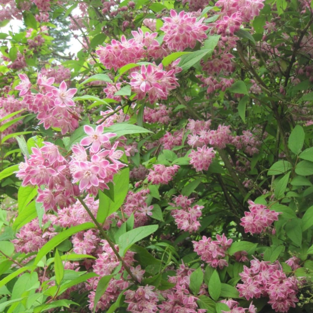 Deutzia hybrida Strawberry Fields - Deutzie