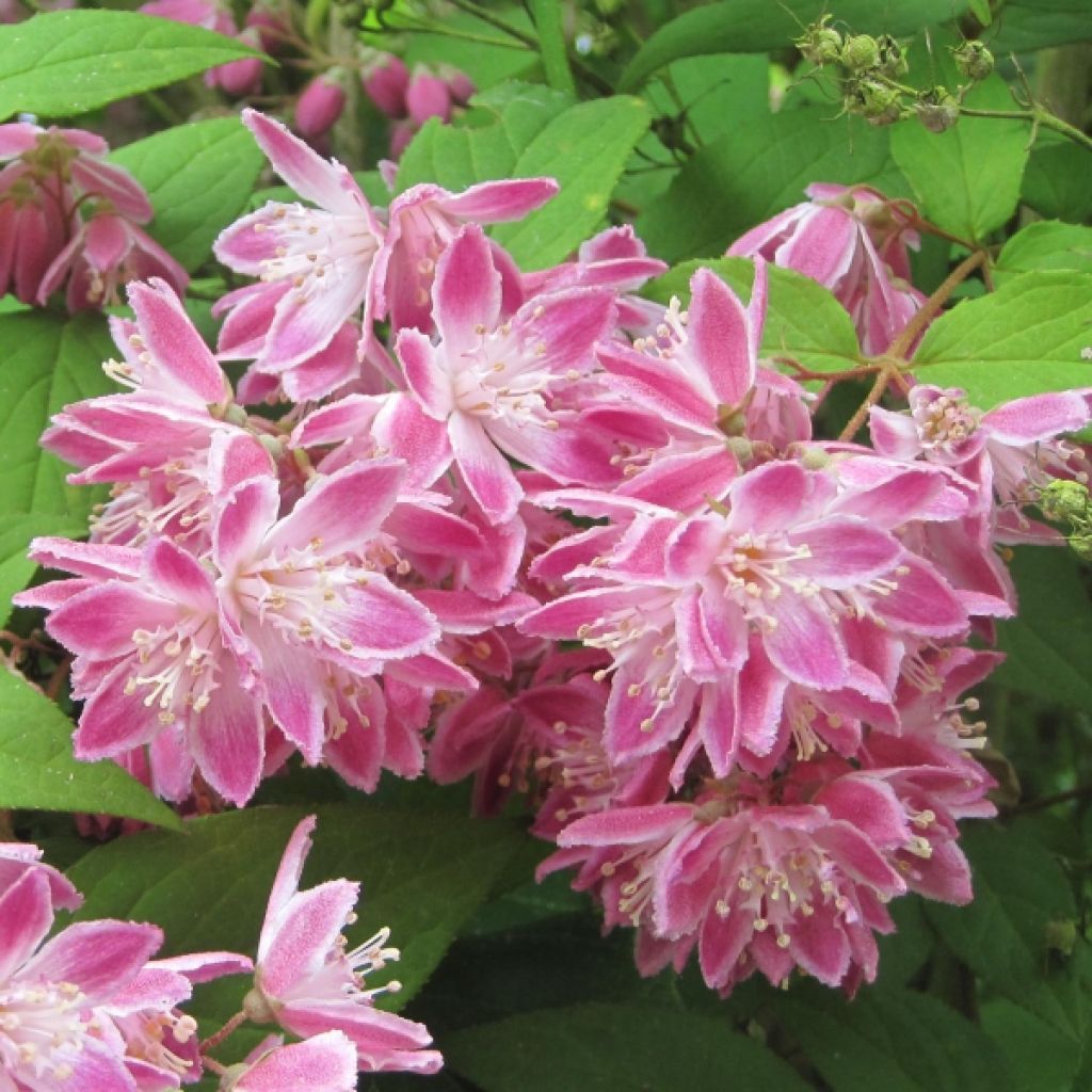 Deutzia hybrida Strawberry Fields - Deutzie