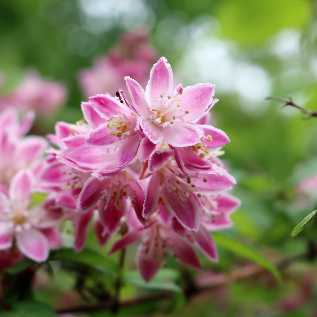 Deutzia magnifica Tourbillon Rouge