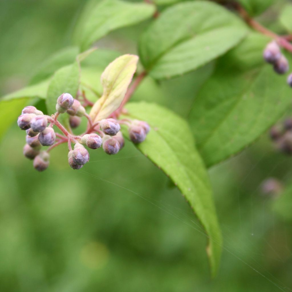 Deutzia magnifica Tourbillon Rouge