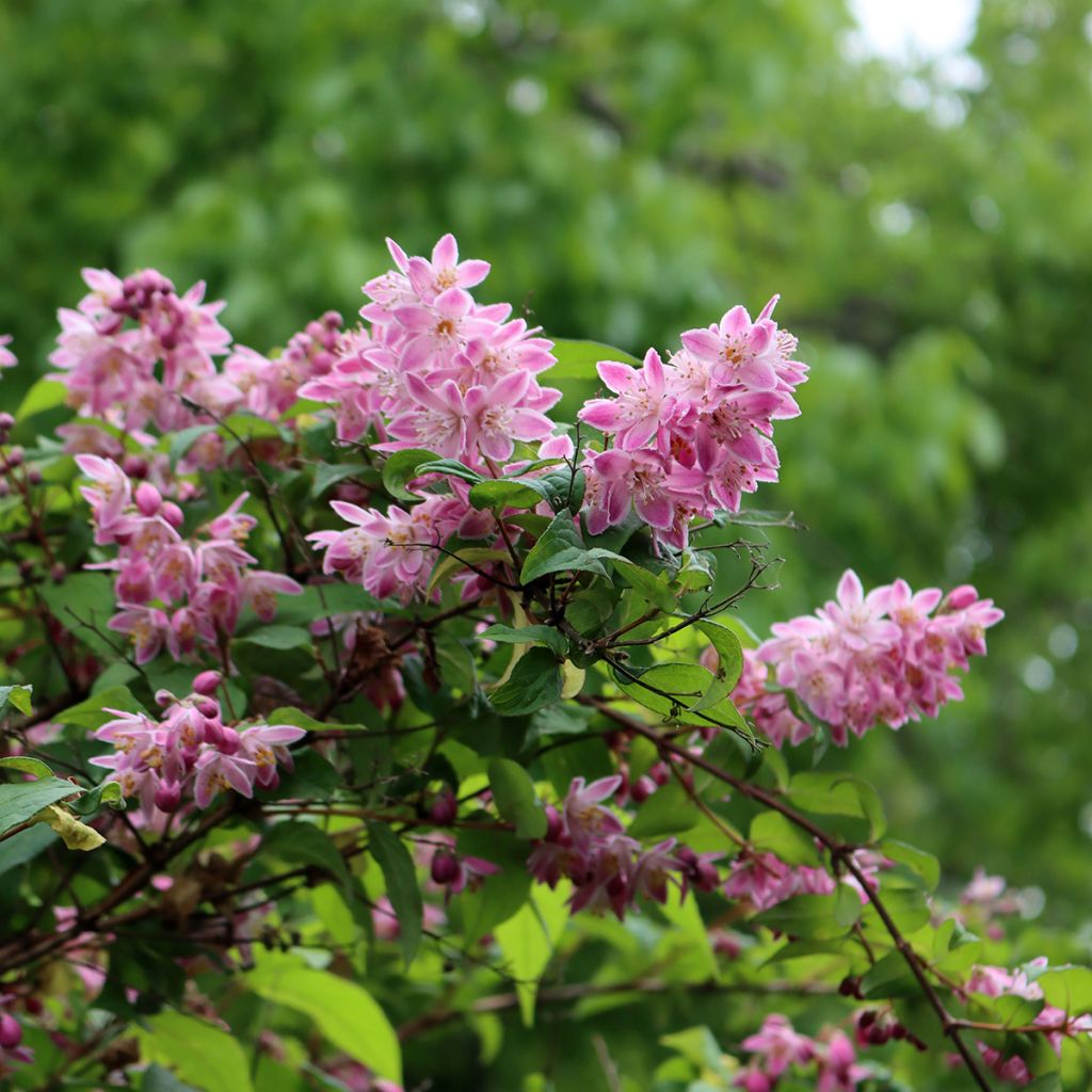 Deutzia magnifica Tourbillon Rouge