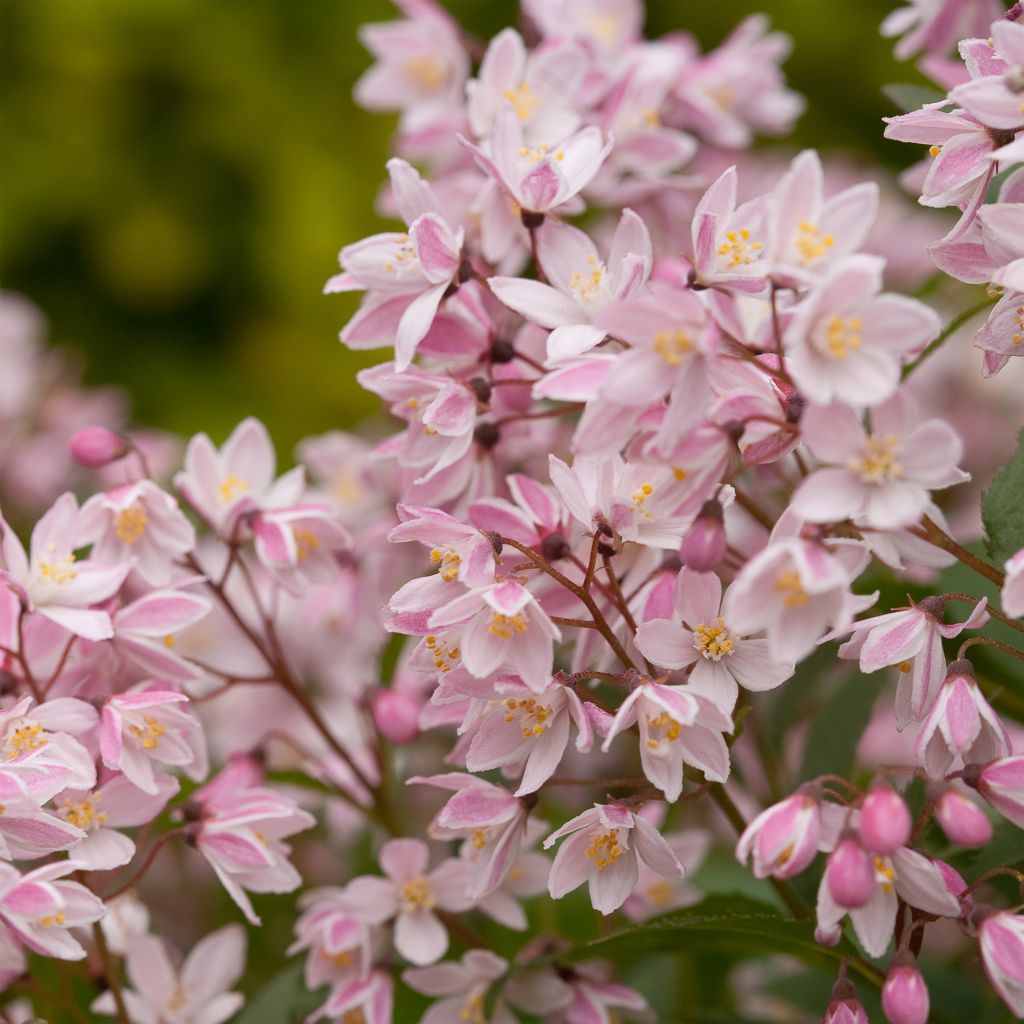 Deutzia Yuki Cherry Blossom