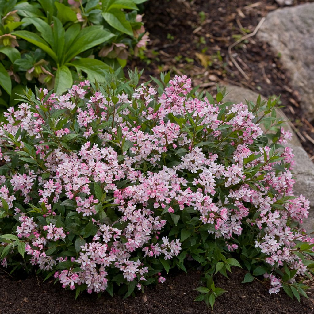 Deutzia Yuki Cherry Blossom