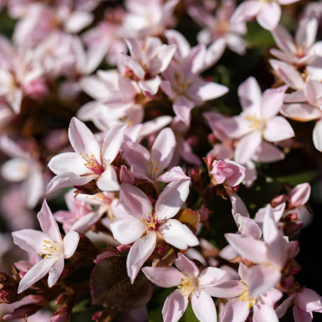 Deutzia Yuki Cherry Blossom