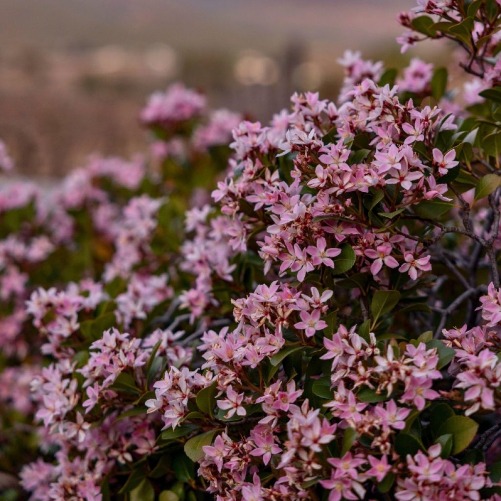 Deutzia Yuki Cherry Blossom