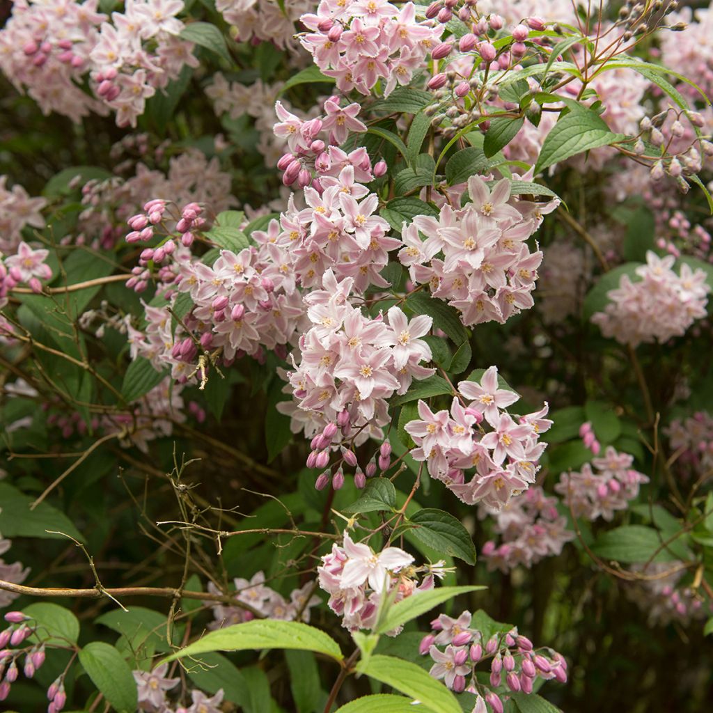 Deutzia Yuki Cherry Blossom