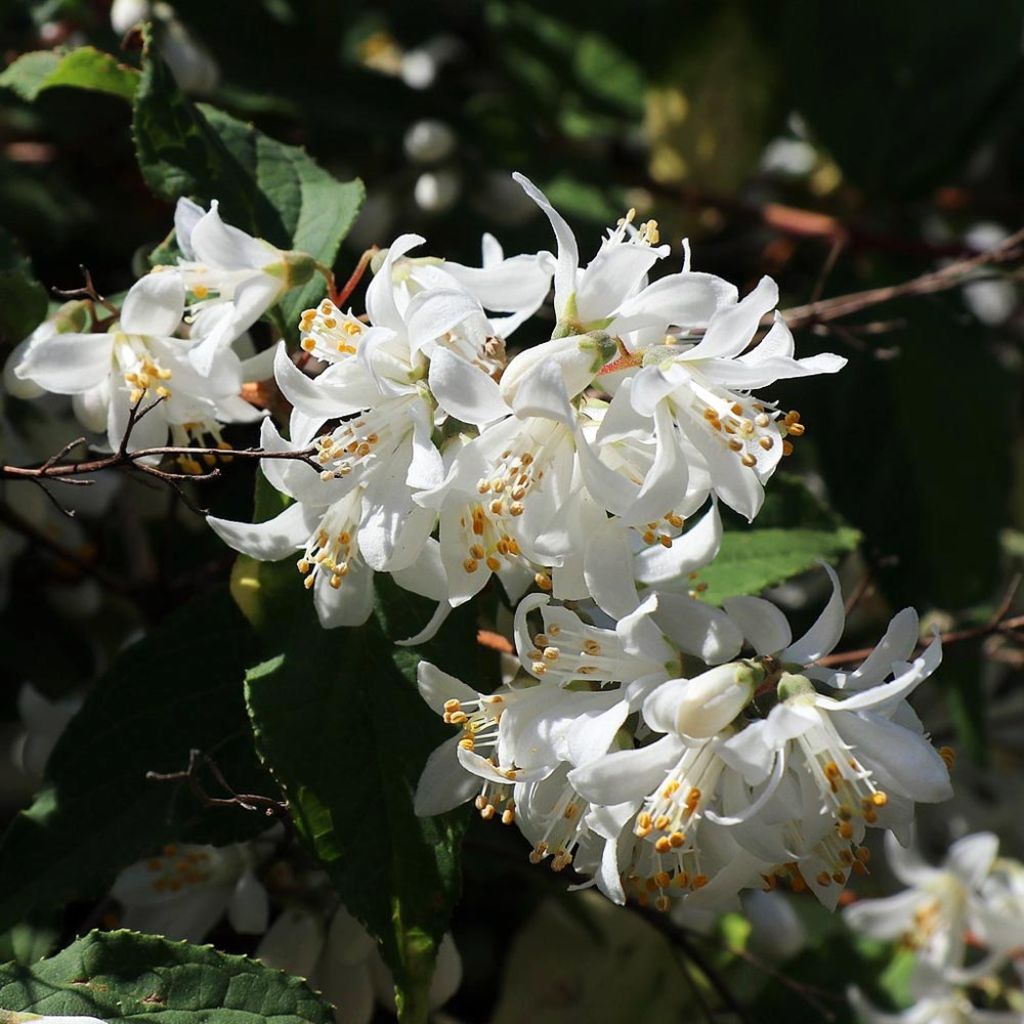 Deutzia magnifica - Deutzie