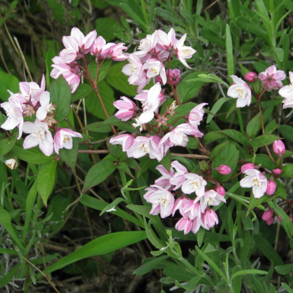 Deutzia purpurascens Kalmiiflora - Deutzie