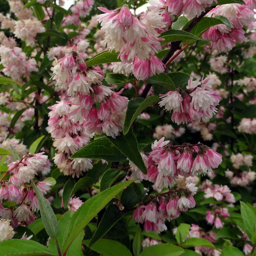 Deutzia scabra Plena - Deutzie