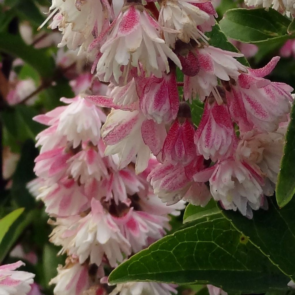 Deutzia scabra Plena - Deutzie