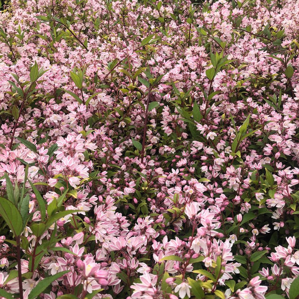 Deutzia Yuki Cherry Blossom