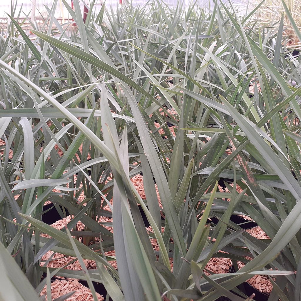 Dianella caerulea Cassa Blue