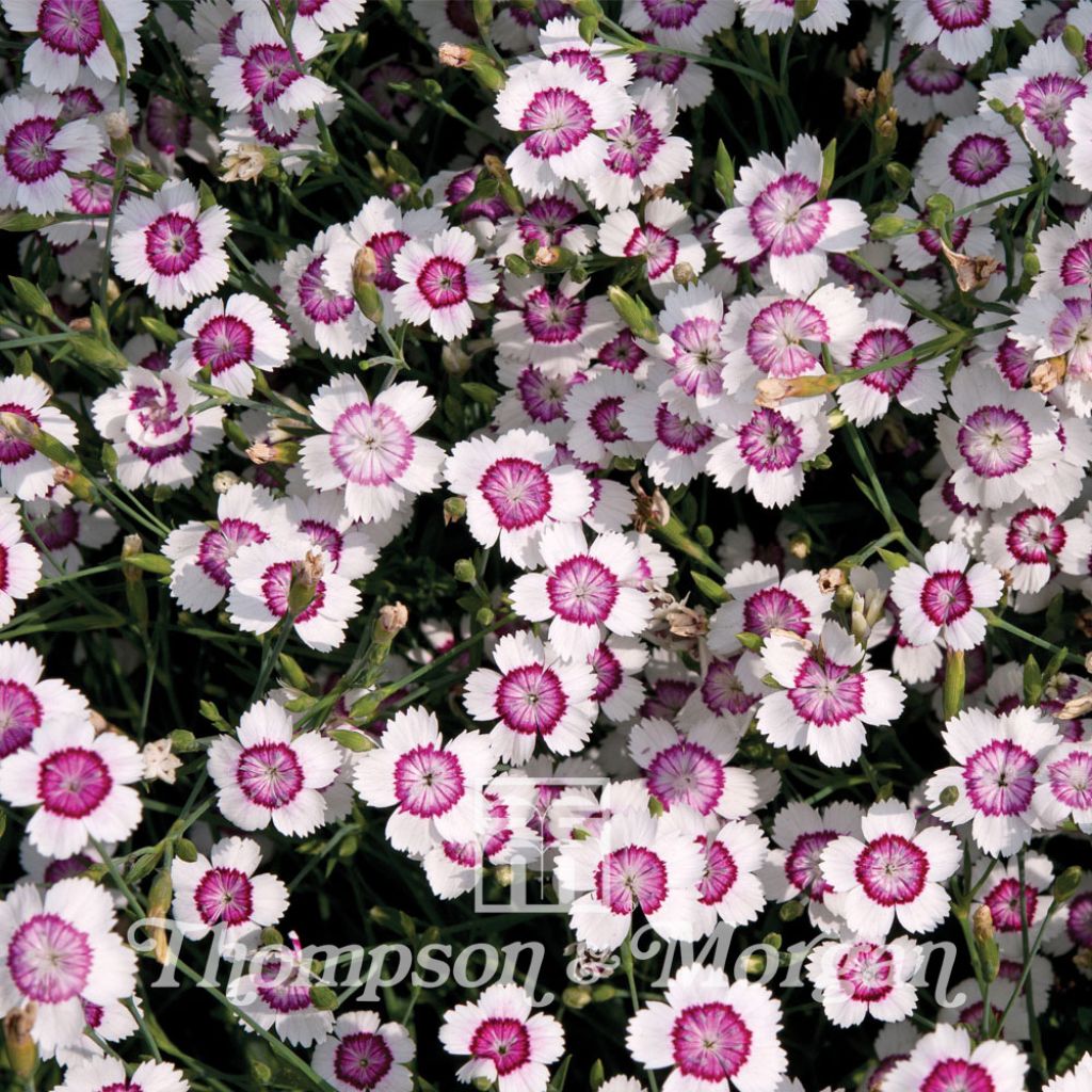 Clavellina - Dianthus deltoides Arctic Fire (semillas)