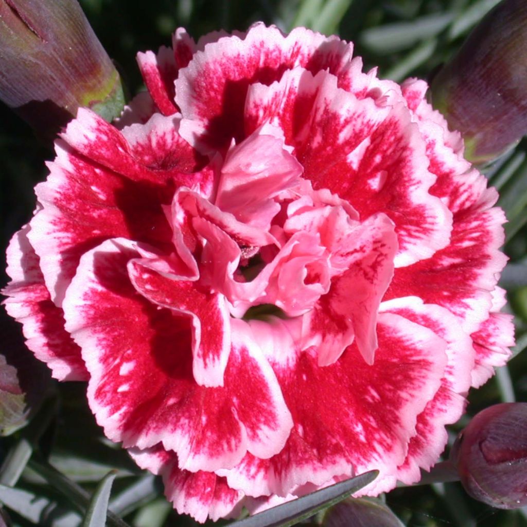 Clavel coronado Scent First Sugar Plum - Dianthus plumarius