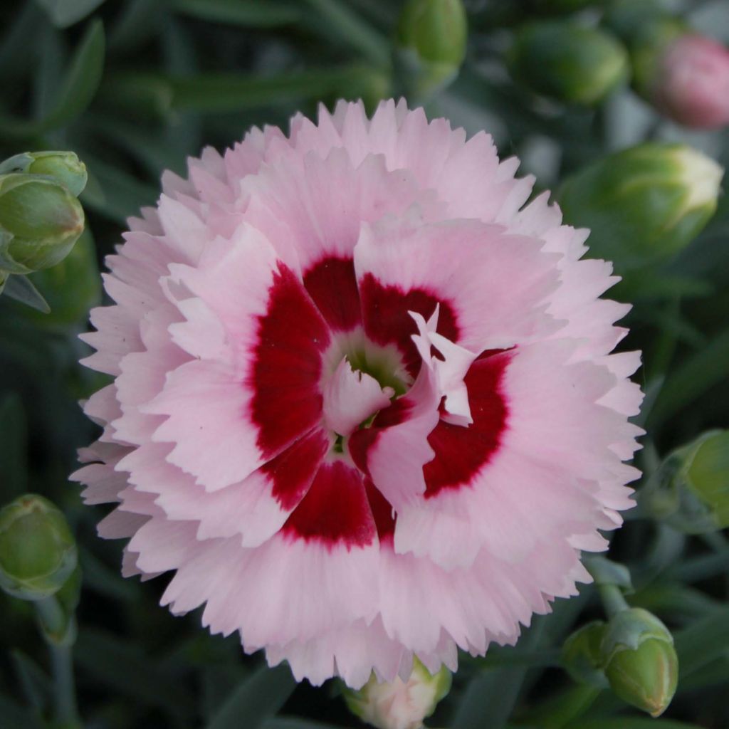 Clavel coronado Scent First Raspberry Sundae - Dianthus plumarius