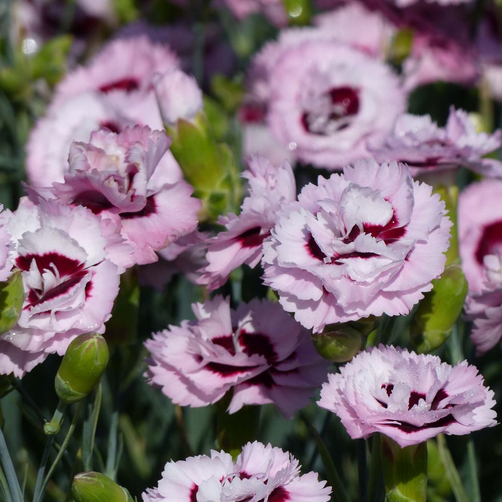 Clavel coronado Scent First Raspberry Sundae - Dianthus plumarius