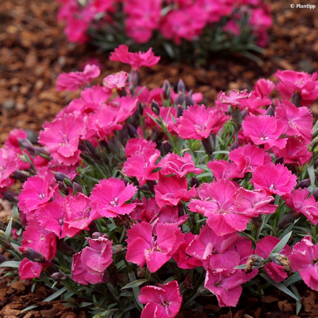 Dianthus Vivid Bright Light - Clavel