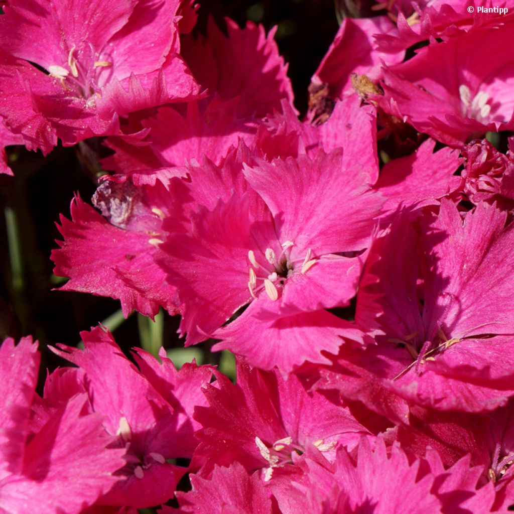 Dianthus Vivid Bright Light - Clavel