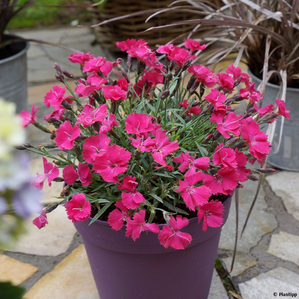 Dianthus Vivid Bright Light - Oeillet tapissant