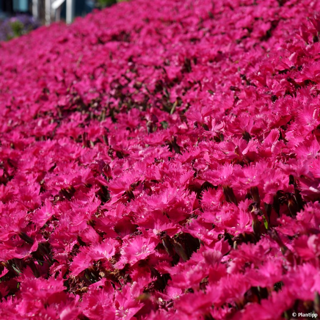 Dianthus Vivid Bright Light - Clavel