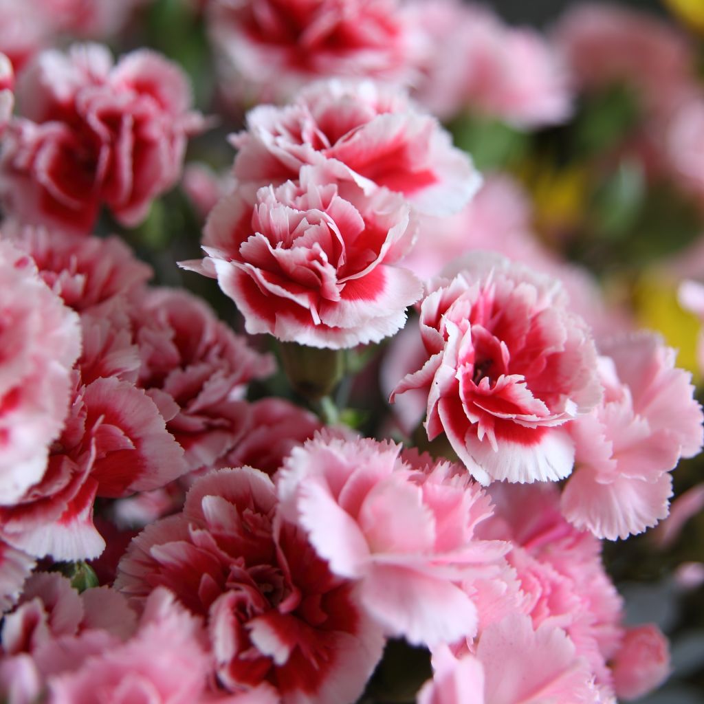 Dianthus Whatfield Supergem