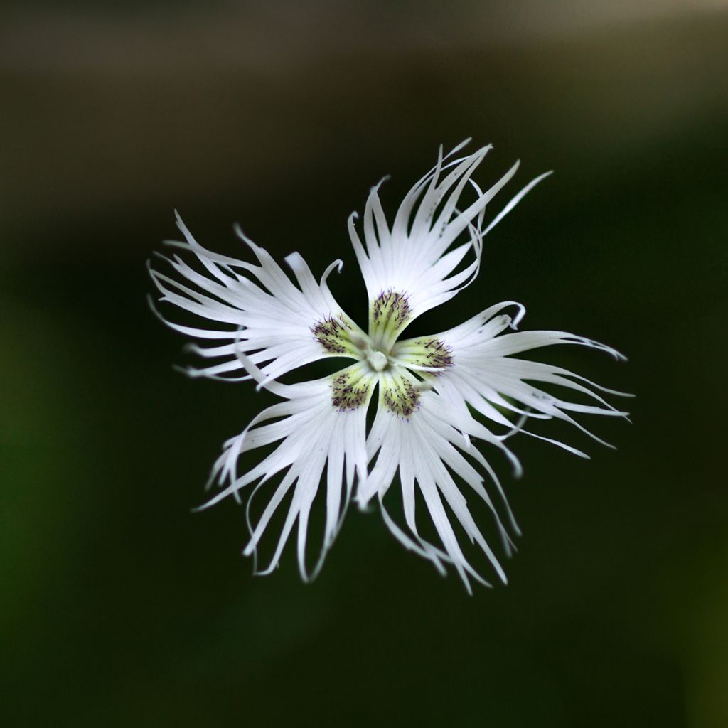 Dianthus arenarius - Clavel