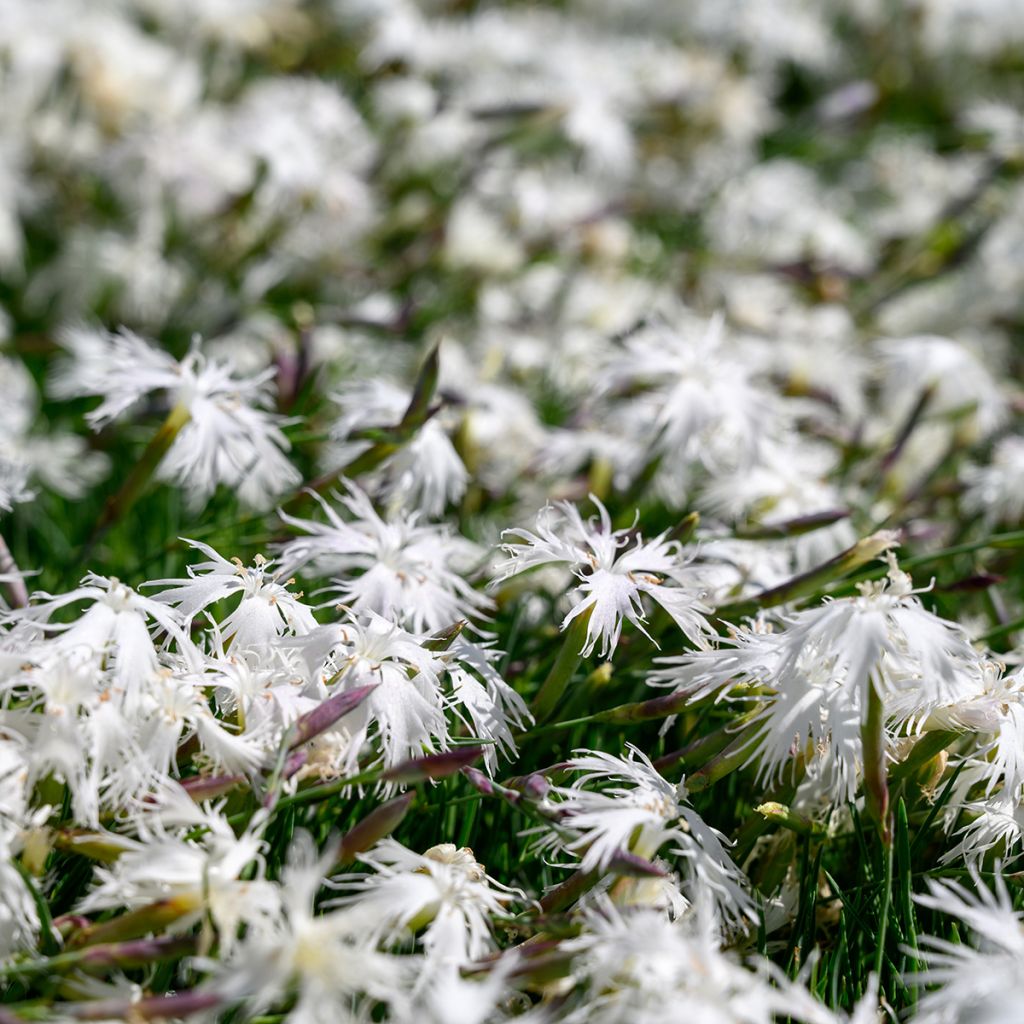 Dianthus arenarius - Clavel