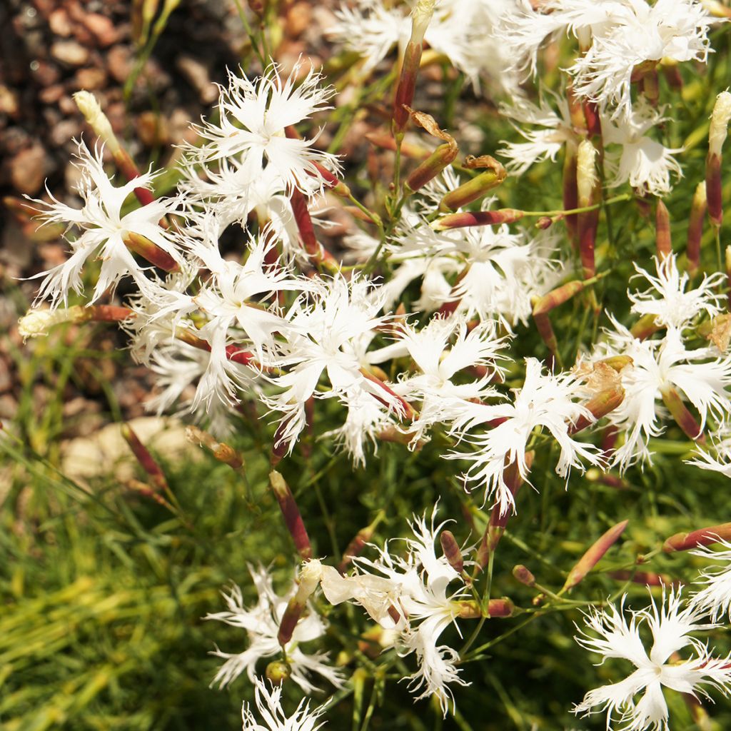 Dianthus arenarius - Clavel