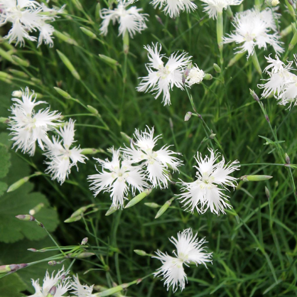 Dianthus arenarius - Clavel