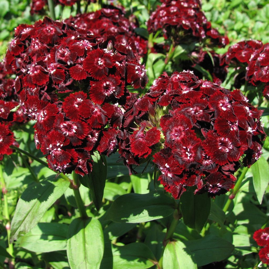 Dianthus barbatus Oeschberg, Oeillet barbu