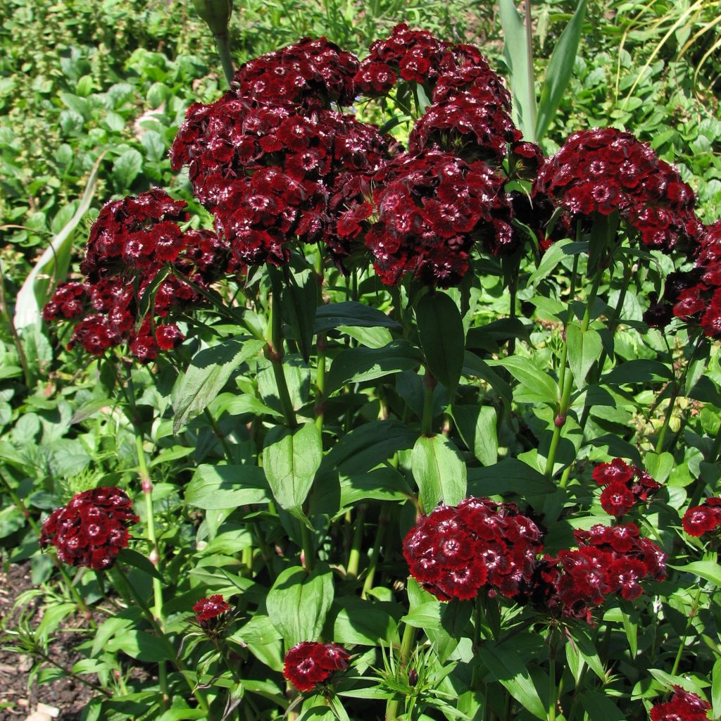 Dianthus barbatus Oeschberg, Oeillet barbu