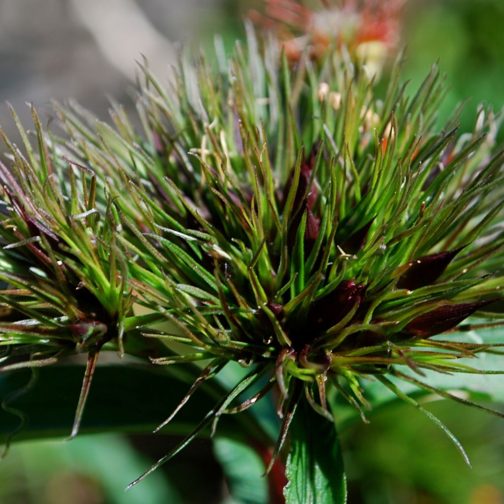 Dianthus barbatus Oeschberg, Oeillet barbu