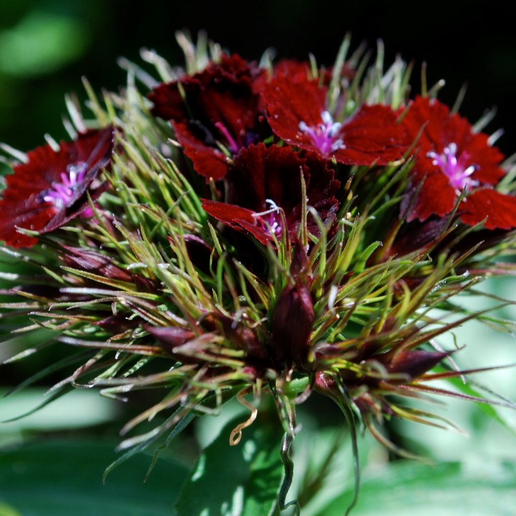 Dianthus barbatus Oeschberg, Oeillet barbu