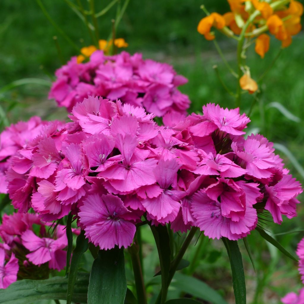 Dianthus barbatus Pink Beauty, Oeillet