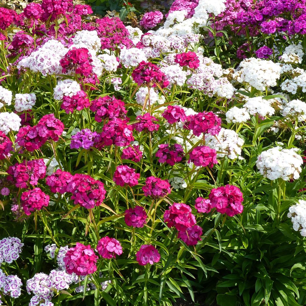 Œillet des poètes simple Précurseur à couper - Dianthus barbatus