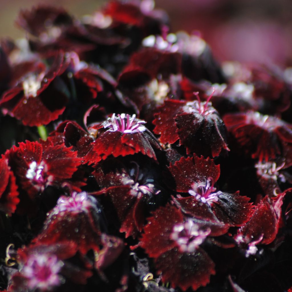 Clavel del poeta Nigrescens Sooty - Dianthus barbatus