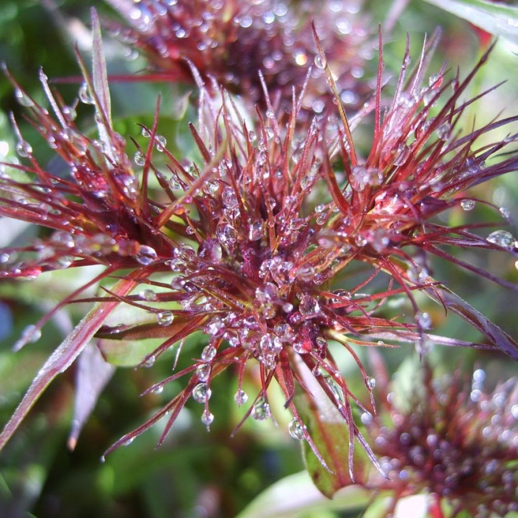 Clavel del poeta Nigrescens Sooty - Dianthus barbatus