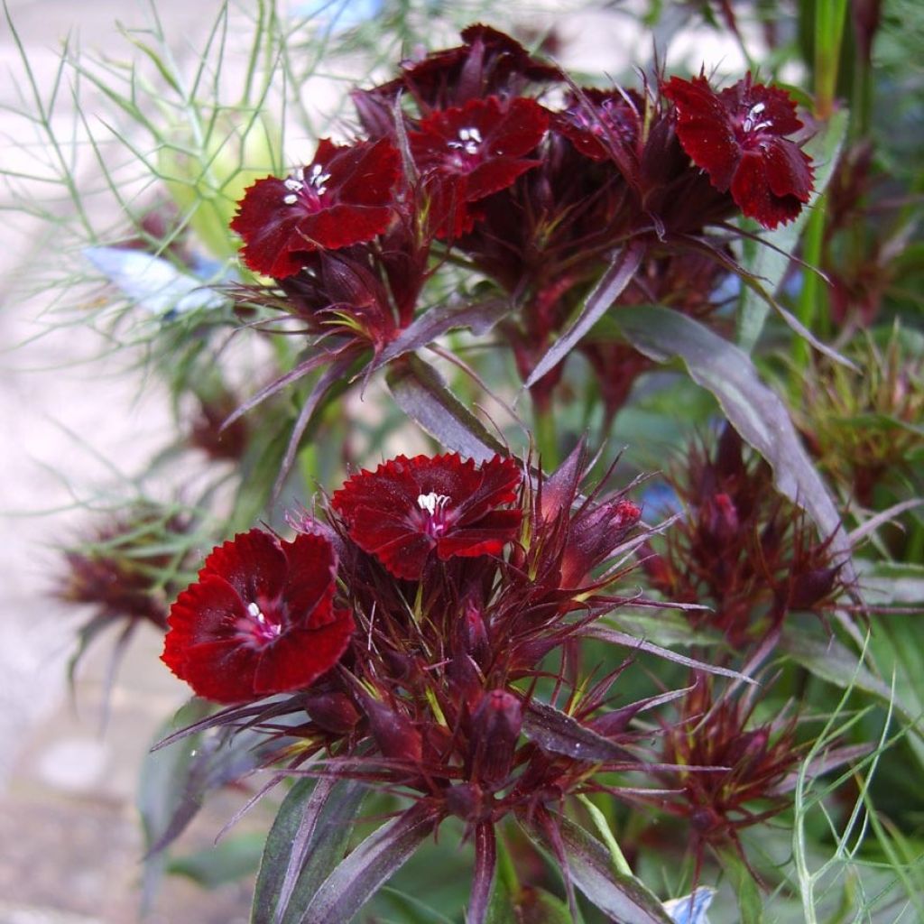 Clavel del poeta Nigrescens Sooty - Dianthus barbatus