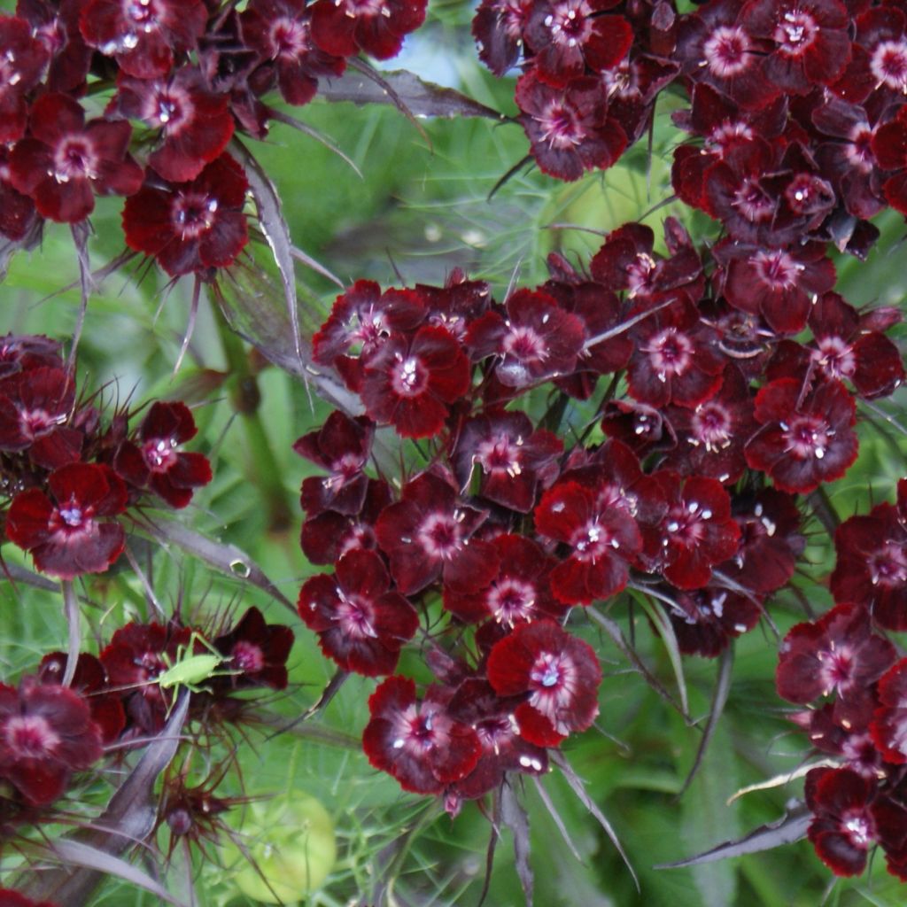 Clavel del poeta Nigrescens Sooty - Dianthus barbatus