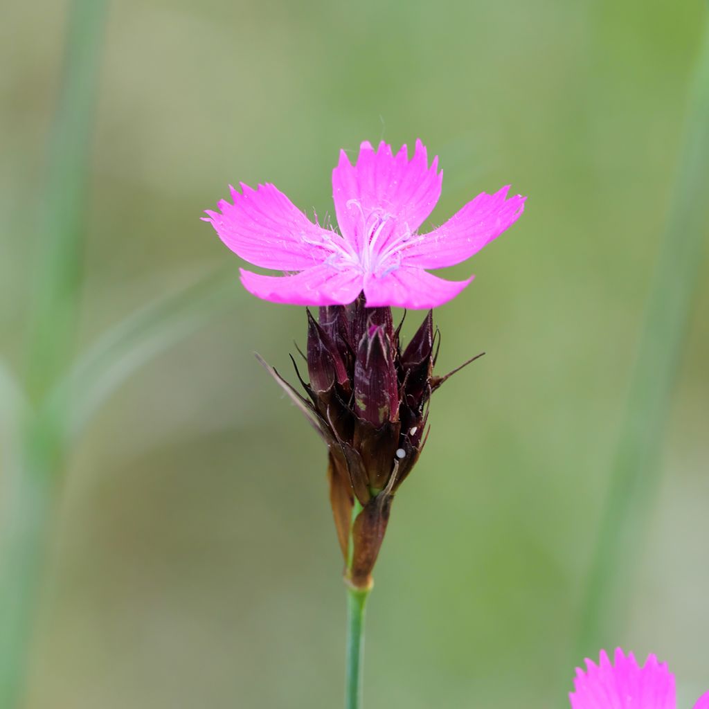 Clavelina de los cartujos - Dianthus carthusianorum