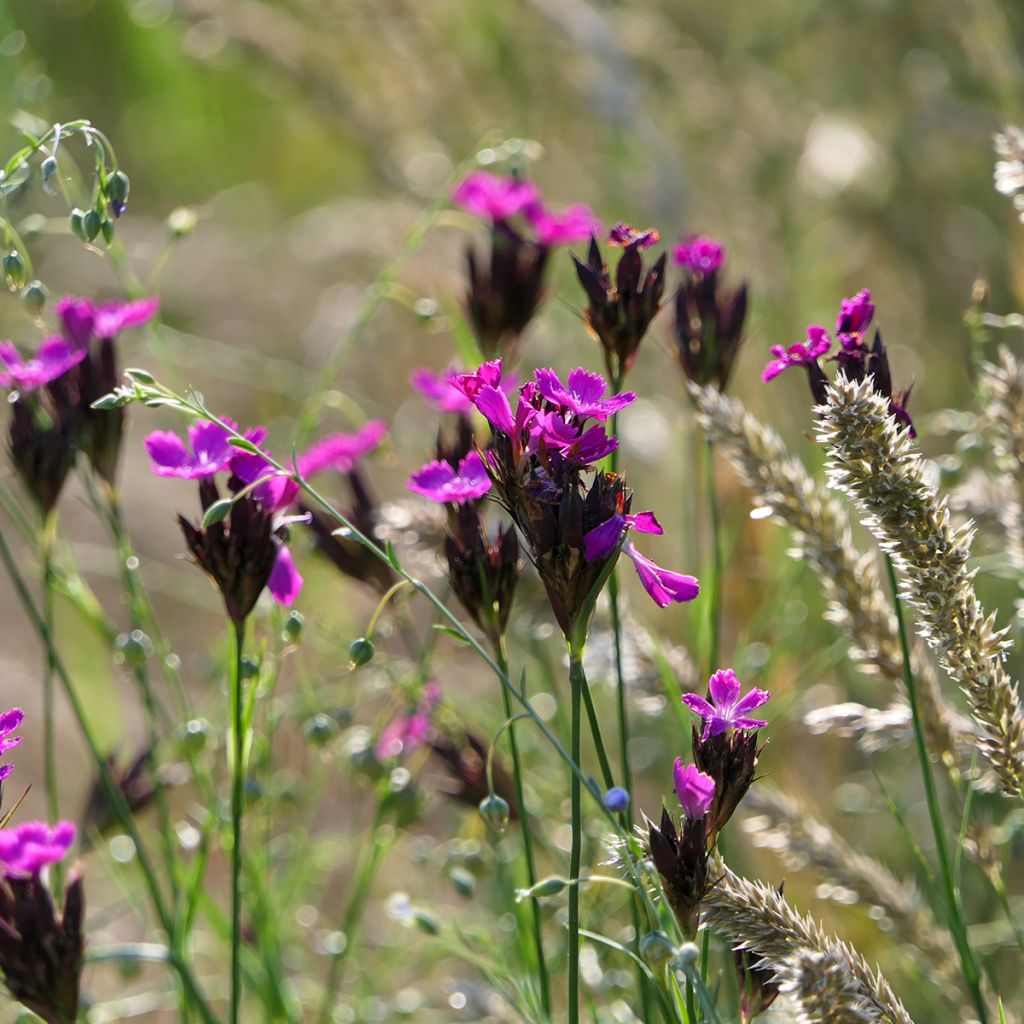 Clavelina de los cartujos - Dianthus carthusianorum