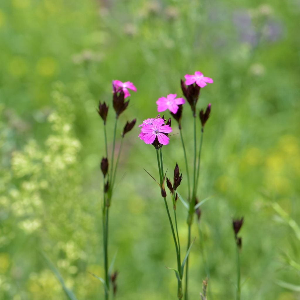 Clavelina de los cartujos - Dianthus carthusianorum