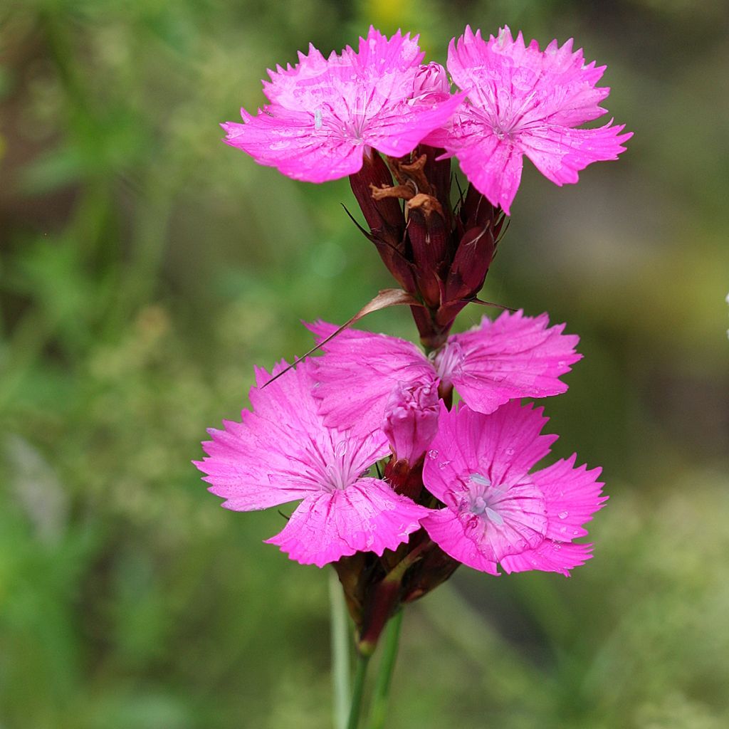 Clavelina de los cartujos - Dianthus carthusianorum