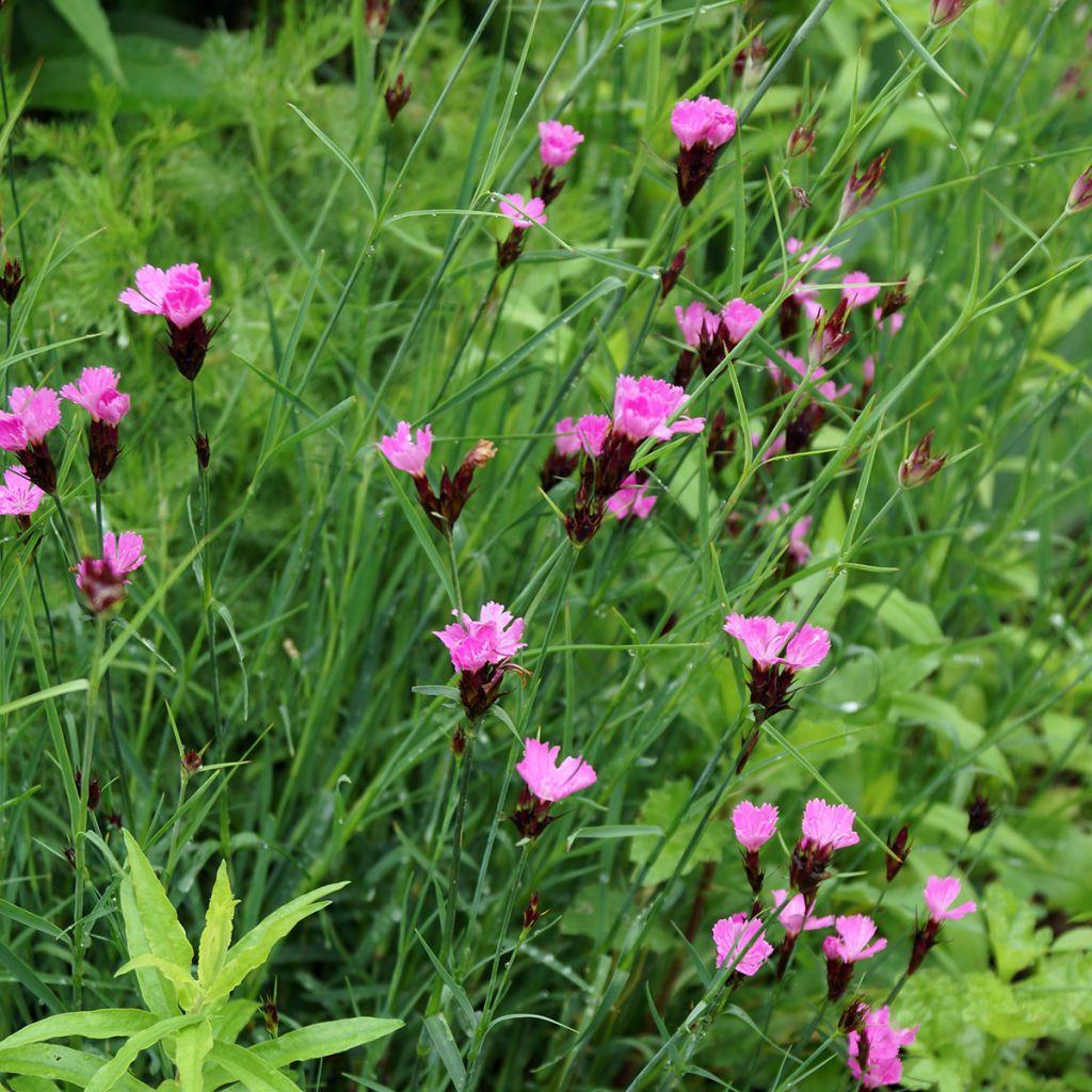 Clavelina de los cartujos - Dianthus carthusianorum