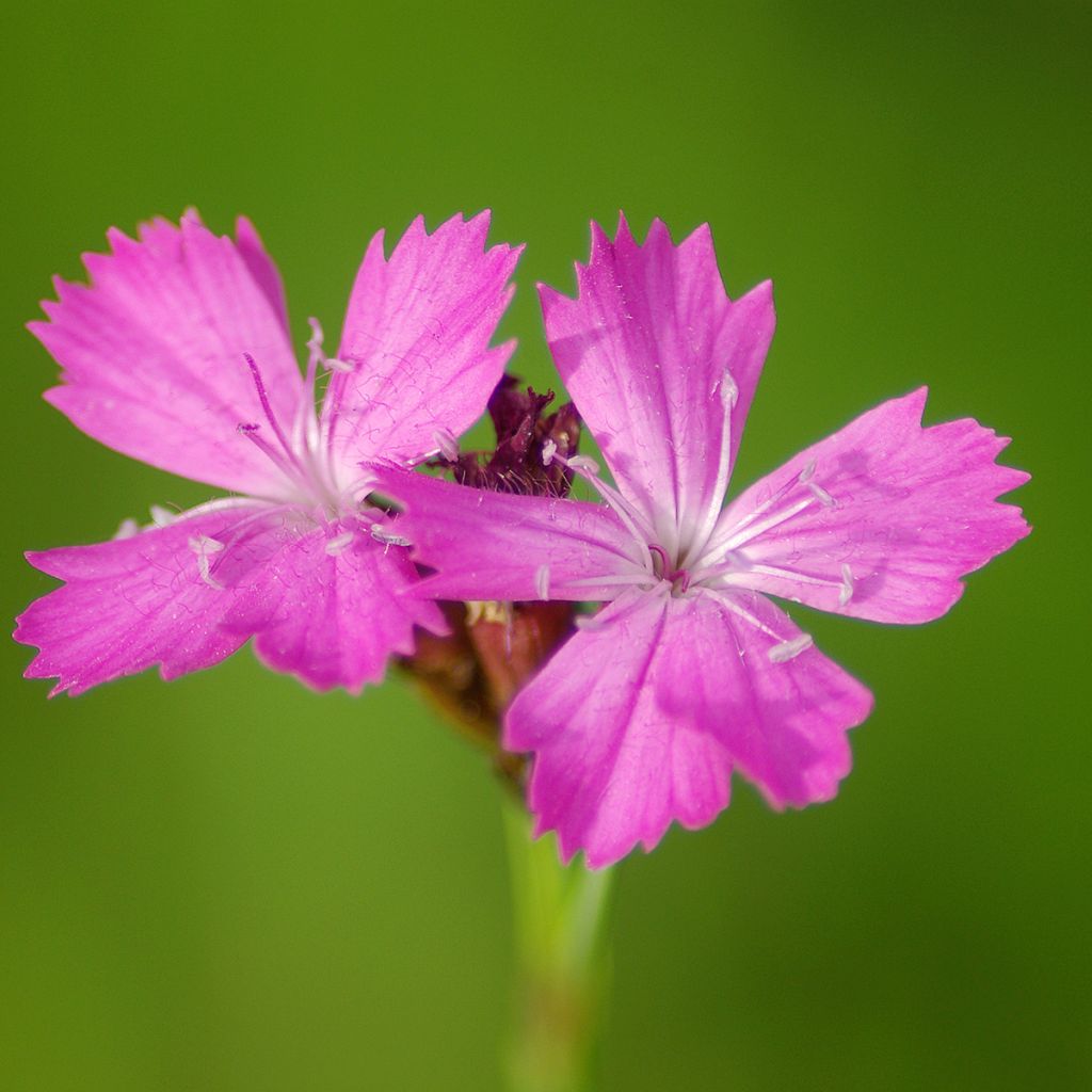 Clavelina de los cartujos - Dianthus carthusianorum