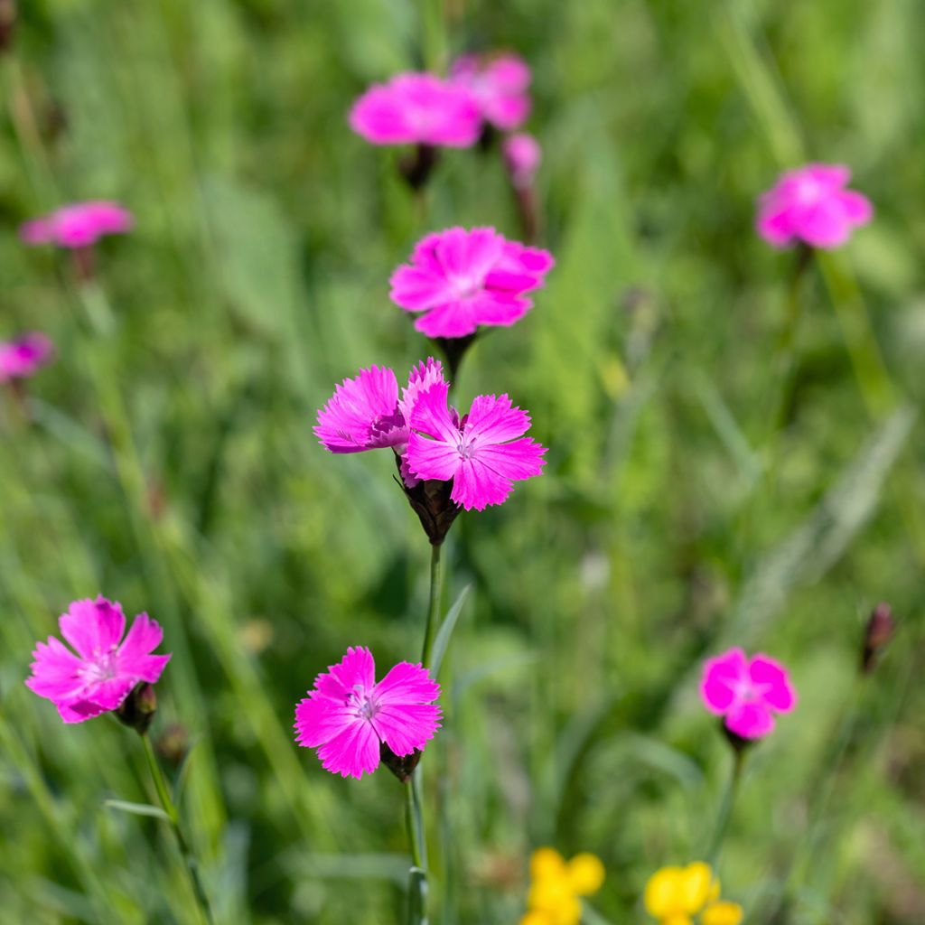 Clavelina de los cartujos - Dianthus carthusianorum