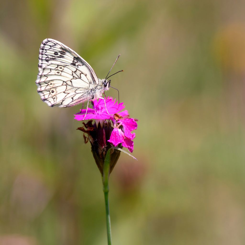 Clavelina de los cartujos - Dianthus carthusianorum